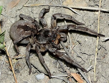 Desert Wolf Spider - Pestipedia