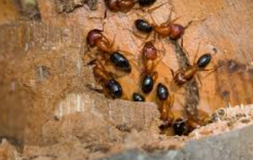 Destructive Wood Antst - Pestipedia