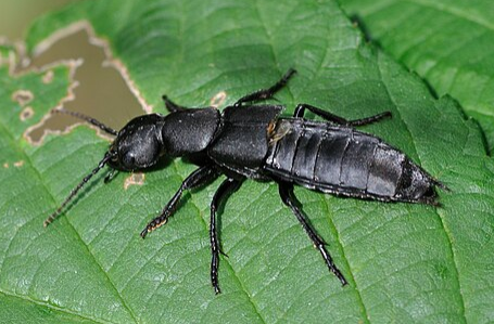 Devils Coach Horse Beetle - Pestipedia