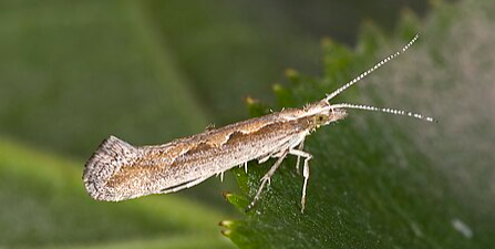 Diamondback Moth - Pestipedia