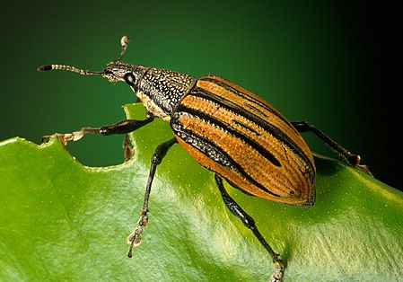  Diaprepes Root Weevil - Pestipedia