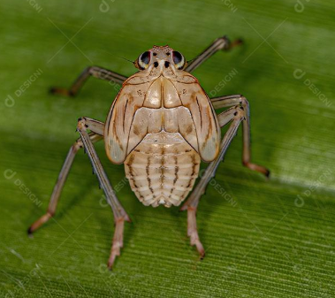  Dictyopharid Planthopper - Pestipedia