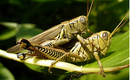 Differential Grasshopper - Pestipedia