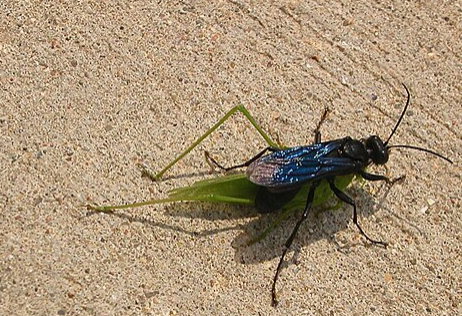 Digger Wasp - Pestipedia