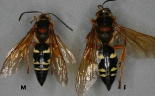 Digging Cicada Killer Wasp - Pestipedia