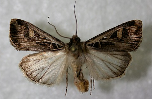 Dingy Cutword Moth - Pestipedia