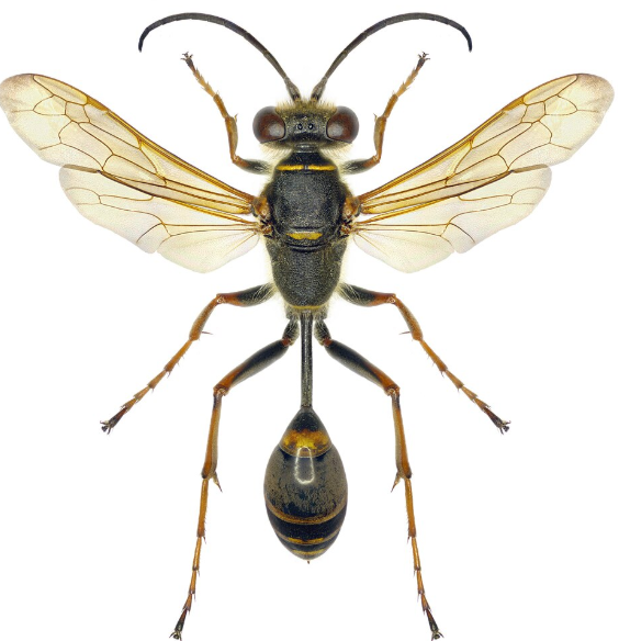 Dirt Dauber Wasp - Pestipedia