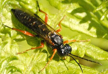 Dock Sawfly - Pestipedia