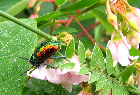 Dogbane Beetle - Pestipedia