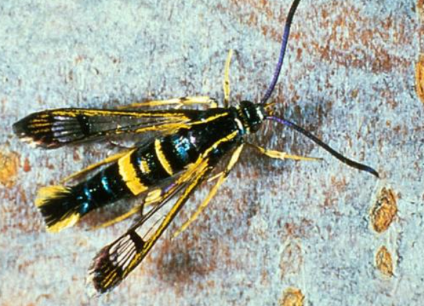 Dogwood Borer - Pestipedia