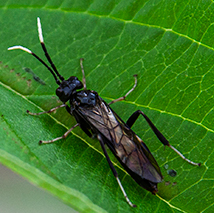 Dogwood Sawfly - Pestipedia
