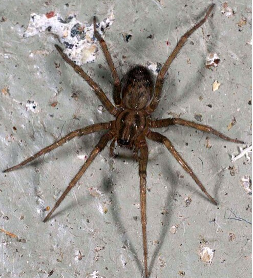 Domestic House Spider - Pestipedia