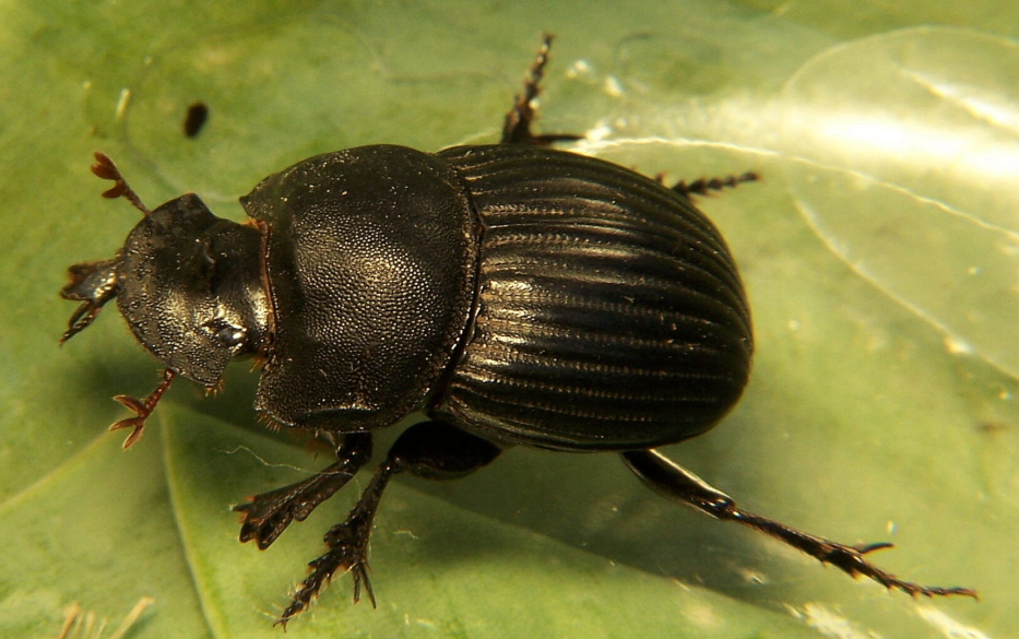 Donkey Dung Beetle - Pestipedia