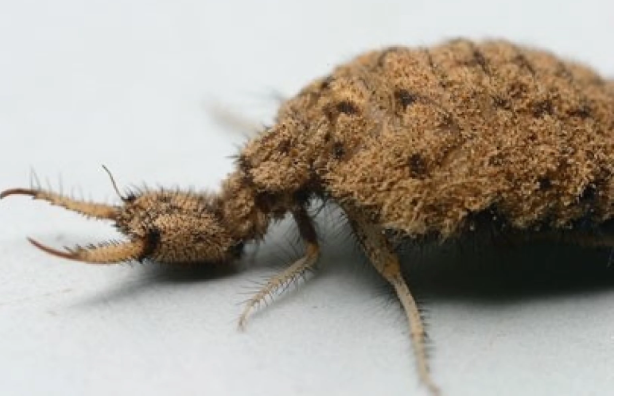 Doodlebug - Pestipedia