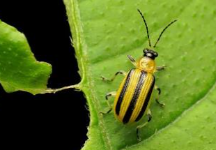 Dorsal-striped Leaf Beetle - Pestipedia