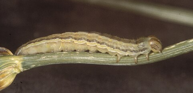 Double-striped Armyworm - Pestipedia