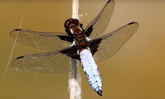 Dragonfly - Pestipedia