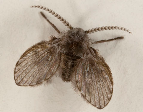 Drain Flies