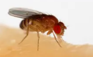 Drosophila Fly Fruit Fly - Pestipedia