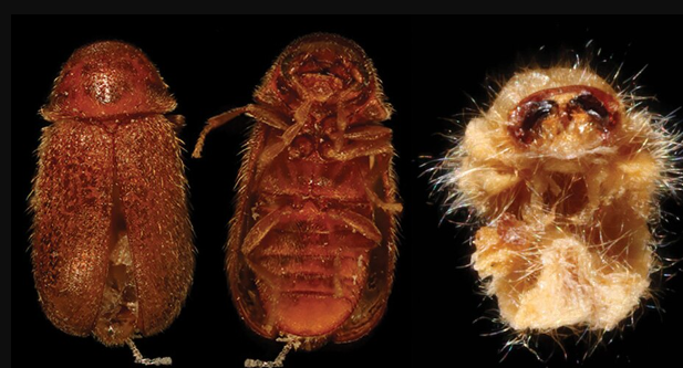 Drugstore Beetle - Pestipedia