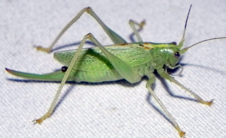 Drumming Katydid - Pestipedia