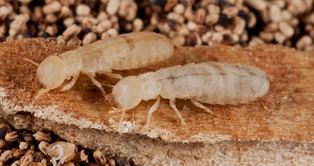 Drywood Termite - Pestipedia