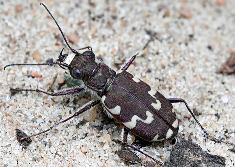 Dube Tiger Beetle - Pestipedia