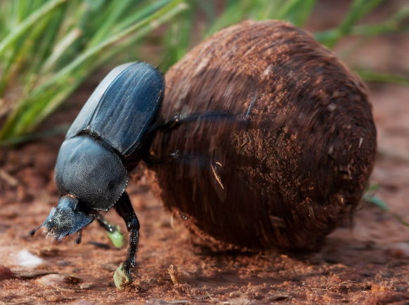 Dung Beetle - Pestipedia