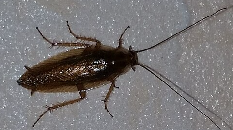 Dusky Cockroach - Pestipedia