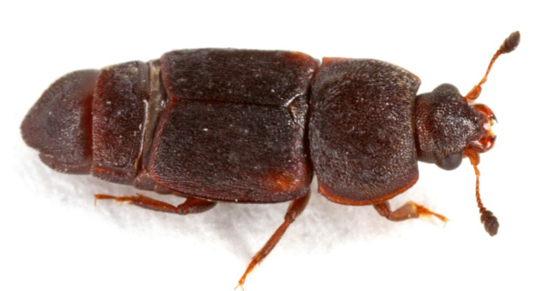 Dusky Sap Beetle - Pestipedia