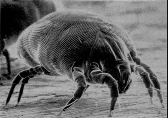 Dust Mite