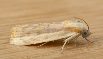 Earias Bollworm Moth - Pestipedia