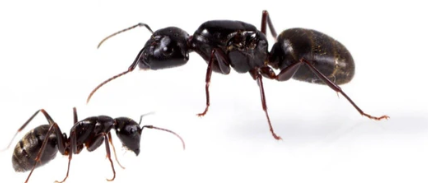 Eastern Black Carpenter Ant - Pestipedia