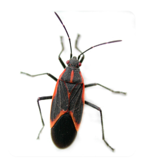 Eastern Boxelder Bug