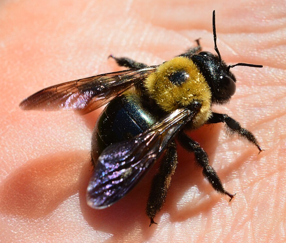 Eastern Carpenter Bee - Pestipedia
