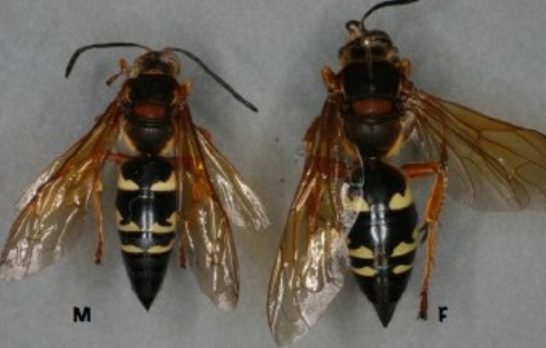 Eastern Cicada Killer Wasp - Pestipedia