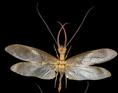 Eastern Dobsonfly - Pestipedia