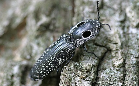 Eastern Eyed Click Beetle - Pestipedia