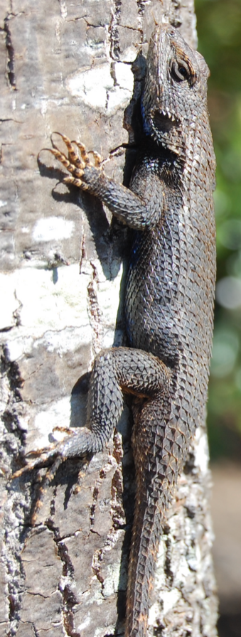Eastern Fence Lizard Mite - Pestipedia