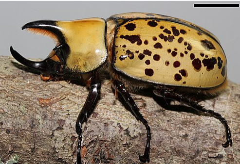 Eastern Hercules Beetle - Pestipedia
