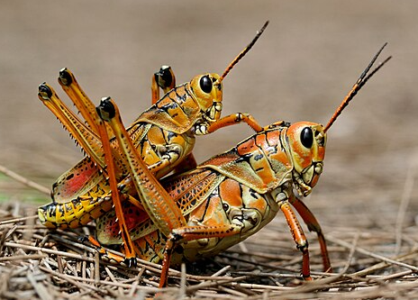 Eastern Lubber Grasshopper - Pestipedia
