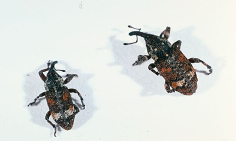 Eastern Pine Weevil - Pestipedia