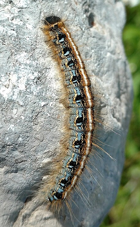 Eastern Tent Caterpillar - Pestipedia