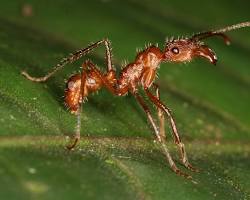 Ectatomma Ants - Pestipedia