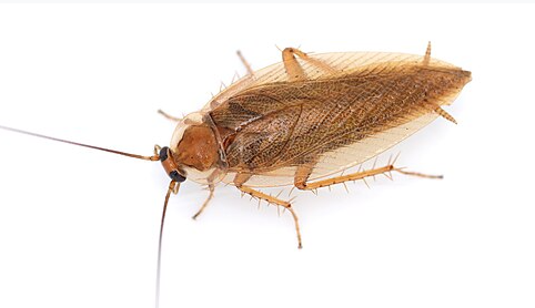 Ectobius Wood Cockroach - Pestipedia