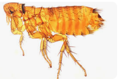 Ectoparasitic Mite - Pestipedia