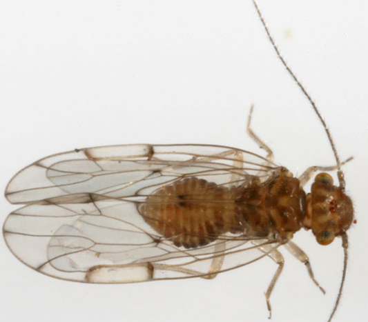 Ectopsocus Barklice - Pestipedia