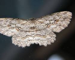 Ectropis Looper Moth - Pestipedia