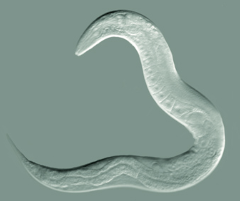 Ellworm - Pestipedia