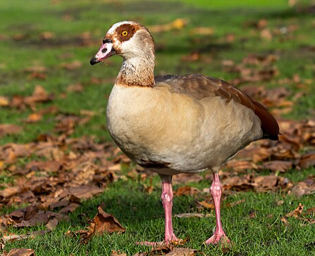 Egyptian Goose - Pestipedia
